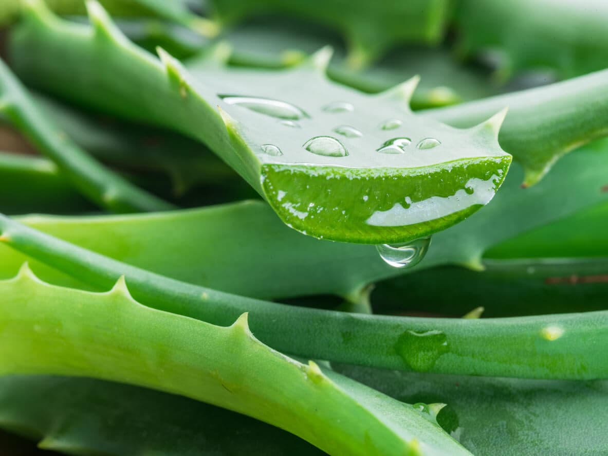 Folha de babosa cortada ao meio, com gel de aloe vera visível e gotas de água sobre a superfície.